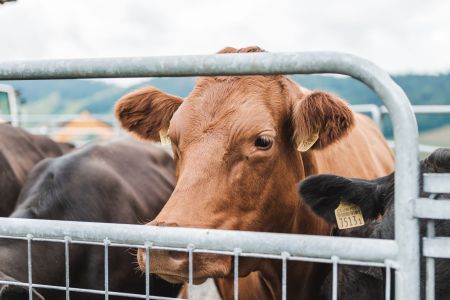 Stefan Emmenegger-74.jpg